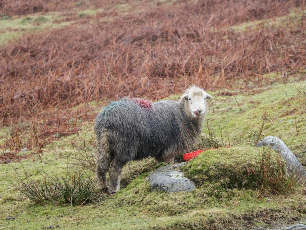 Howgill Lodge 肯德尔 外观 照片